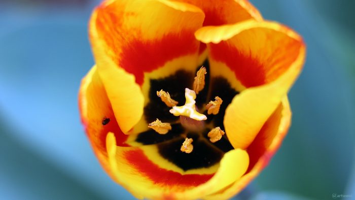 Die erste Tulpenblüte in unserem Garten am 27. März 2024
