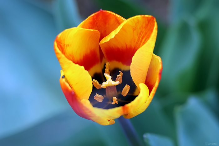 Die erste Tulpenblüte in unserem Garten am 27. März 2024
