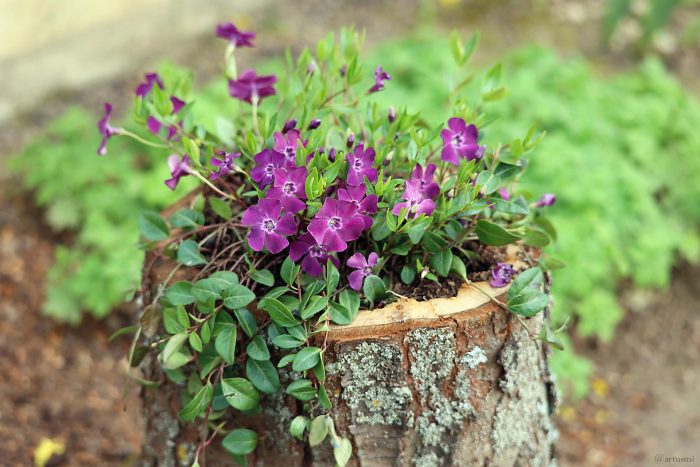 Kleinblättriges Immergrün (Vinca minor 'Rubra') am 27. März 2024