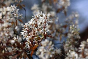 Blüten der Kupfer-Felsenbirne (Amelanchier lamarckii) am 31. März 2024 (Ostersonntag).