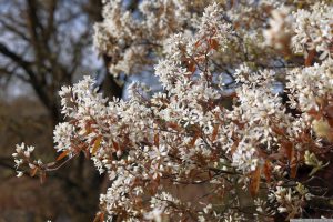 Blüten der Kupfer-Felsenbirne (Amelanchier lamarckii) am 31. März 2024 (Ostersonntag).