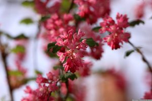 Blüten der Blut-Johannisbeere (Ribes sanguineum) am 31. März 2024 (Ostersonntag).