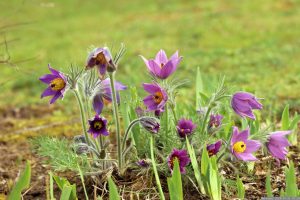 Blüten der Gewöhnlichen Kuhschelle (Pulsatilla vulgaris) am 31. März 2024 (Ostersonntag)