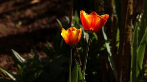 Unsere ersten Tulpen am 31. März 2024 (Ostersonntag) in unserem Garten.
