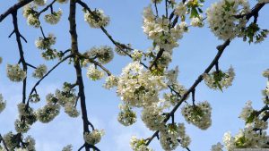 Kirschblüte in unserem Garten am 7. April 2024