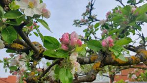 Die ersten Apfelblüten am 9. April 2024 in unserem Garten
