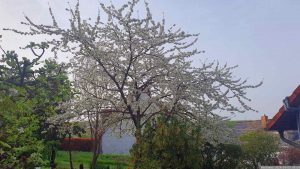 Unser Kirschbaum in prachtvoller Blüte am 9. April 2024