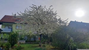 Unser Kirschbaum in prachtvoller Blüte am 9. April 2024