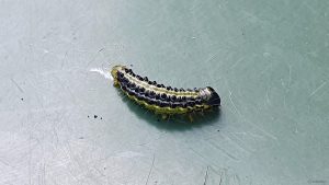 Raupe des Buchsbaumzünslers (Cydalima perspectalis) auf dem Deckel unseres Regenfasses.