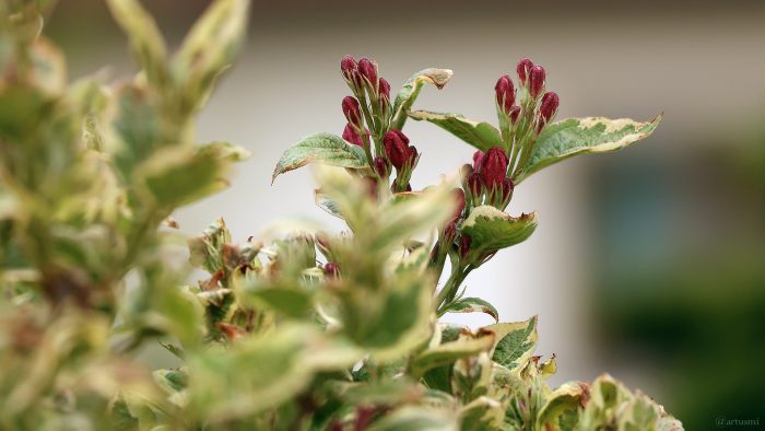 Buntblättrige Weigelie 'Nana Variegata' (Weigela florida 'Nana Variegata') am 28. April 2024