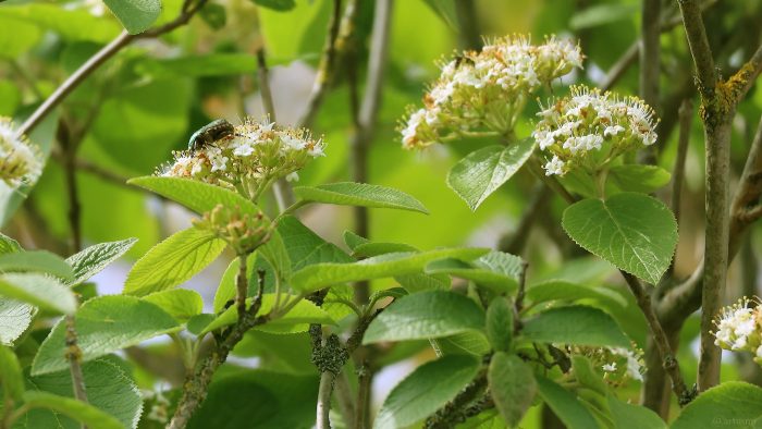 Gemeiner Rosenkäfer (Cetonia aurata) am 28. April 2024 auf Blüten des Wolligen Schneeballs (Viburnum lantana).