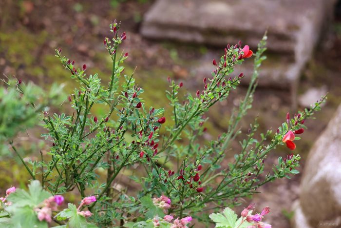 Edelginster 'Red Wings' (Cytisus scoparius 'Red Wings') am 28. April 2024