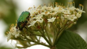 Gemeiner Rosenkäfer (Cetonia aurata) am 28. April 2024 auf Blüten des Wolligen Schneeballs (Viburnum lantana).