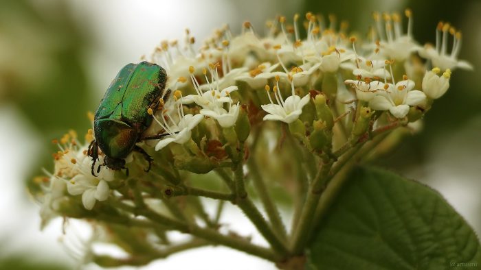 Gemeiner Rosenkäfer (Cetonia aurata) am 28. April 2024 auf Blüten des Wolligen Schneeballs (Viburnum lantana).