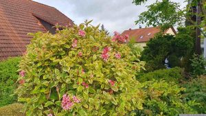 Buntblättrige Weigelie 'Nana Variegata' (Weigela florida 'Nana Variegata') am 3. Mai 2024