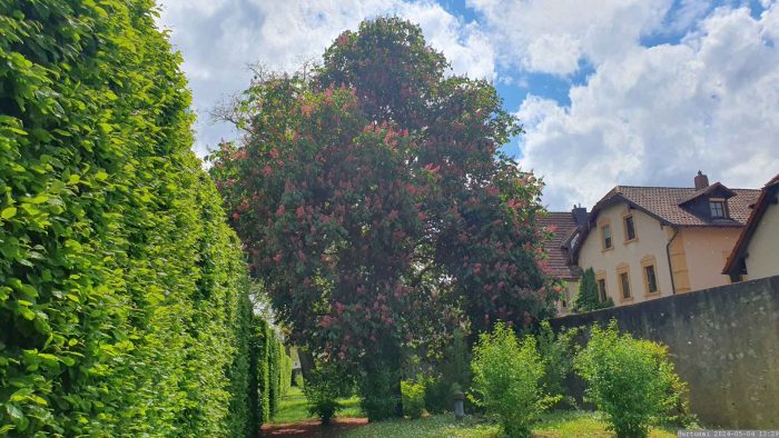 Rotblühende Kastanie (Aesculus x carnea ‘Briotii’) am 4. Mai 2024 im Hofgarten in Veitshöchheim
