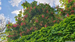 Rotblühende Kastanie (Aesculus x carnea ‘Briotii’) am 4. Mai 2024 im Hofgarten in Veitshöchheim