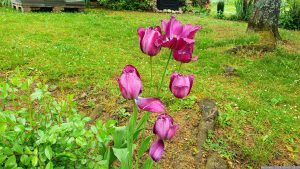 Tulpen (Tulpia) am 5. Mai 2024