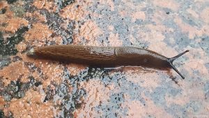 Spanische Wegschnecke (Arion vulgaris) am 6. Mai 2024