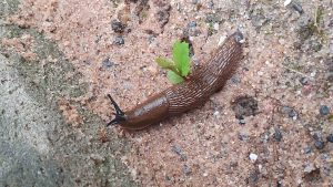 Spanische Wegschnecke (Arion vulgaris) am 6. Mai 2024