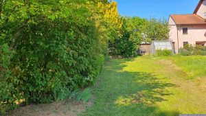 Unser Garten zum Nachbargrundstück nach dem Rasenmähen am 10. Mai 2024