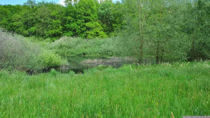 Naturdenkmal Längsee bei Waldbüttelbrunn am 13. Mai 2024