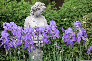 Steinbüste und blau blühende Schwertlilien am 16. Mai 2024 mit Büste Kate von Surrey Gartenfiguren