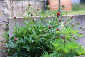 Pfingstrosen (Paeonia) und Lupinen (Lupinus) am 16. Mai 2024