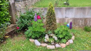 Pfingstrosen (Paeonia) und Lupinen (Lupinus) am Pfingstsonntag, 19. Mai 2024.
