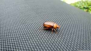 Gelbbrauner Brachkäfer (Rhizotrogus aestivus), am 19. Mai 2024 in Regentonne entdeckt, ist ein Käfer aus der Familie der Blatthornkäfer (Scarabaeidae).