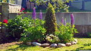 Pfingstrosen (Paeonia) und Lupinen (Lupinus) am Pfingstsonntag, 26. Mai 2024.