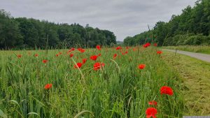 Mohnblüten am 3. Juni 2024 in einem Getreidefeld bei Eisingen