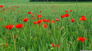 Mohnblüten am 3. Juni 2024 in einem Getreidefeld bei Eisingen