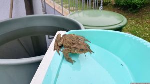 Erdkröte (Bufo bufo) am 5. Juni 2024 in unserem Garten
