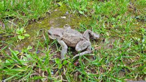 Erdkröte (Bufo bufo) am 5. Juni 2024 in unserem Garten
