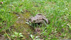 Erdkröte (Bufo bufo) am 5. Juni 2024 in unserem Garten