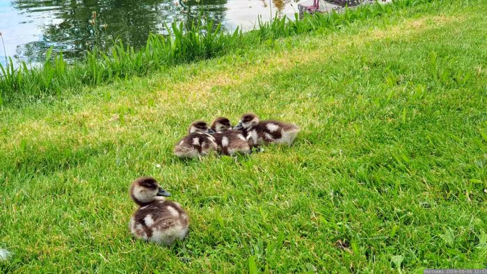 Junge Nilgänse (Alopochen aegyptiaca) am 6. Juni 2024 im Hofgarten Veitshöchheim