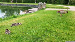 Nilgansfamilie (Alopochen aegyptiaca) am 6. Juni 2024 im Hofgarten Veitshöchheim