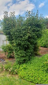 Winterschneeball (Viburnum bodnantense) am 7. Juni 2024 vor dem Formschnitt