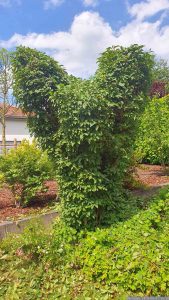 Winterschneeball (Viburnum bodnantense) am 7. Juni 2024 nach dem Formschnitt