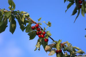 Reife Kirschen in unserem Garten am 13. Juni 2024