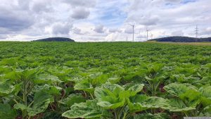 Sonnenblumenfeld vor der Blüte am 17. Juni 2024