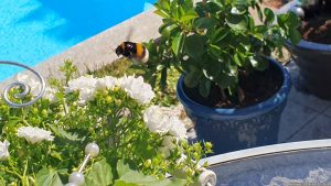 Unser Garten am 25. Juni 2024