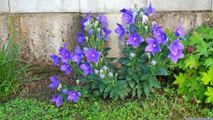 Großblütige Ballonblume 'Mariesii' (Platycodon grandiflorus 'Mariesii')