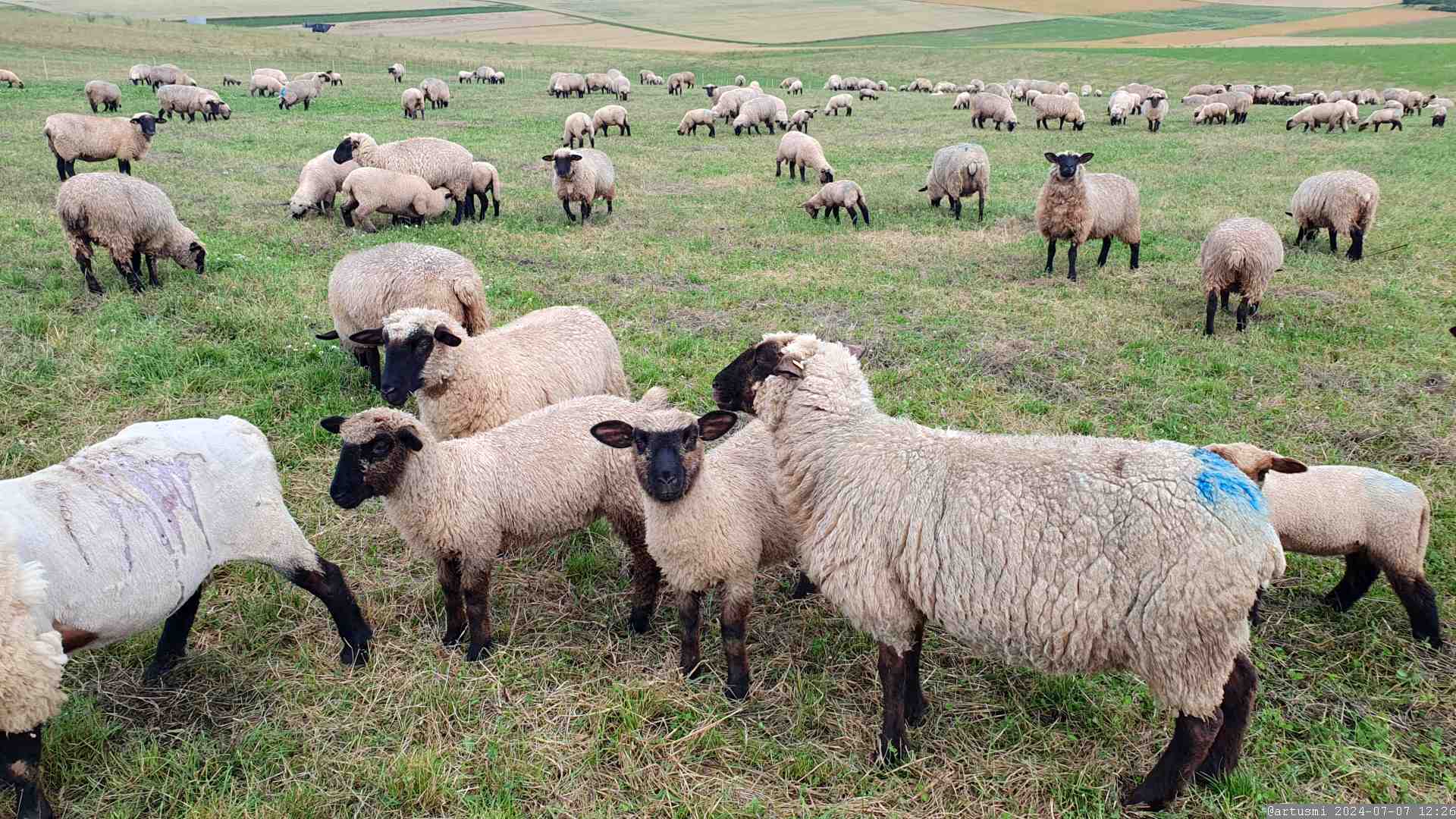 Shropshire-Schafe am 7. Juli 2024