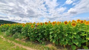 Mäggi Schmitt am 17. Juli 2024 im Sonnenblumenfeld