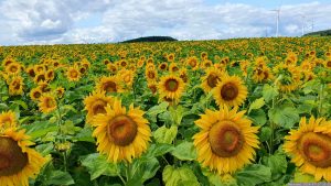 Sonnenblumenfeld bei Greußenheim im Landkreis Würzburg am 17. Juli 2024