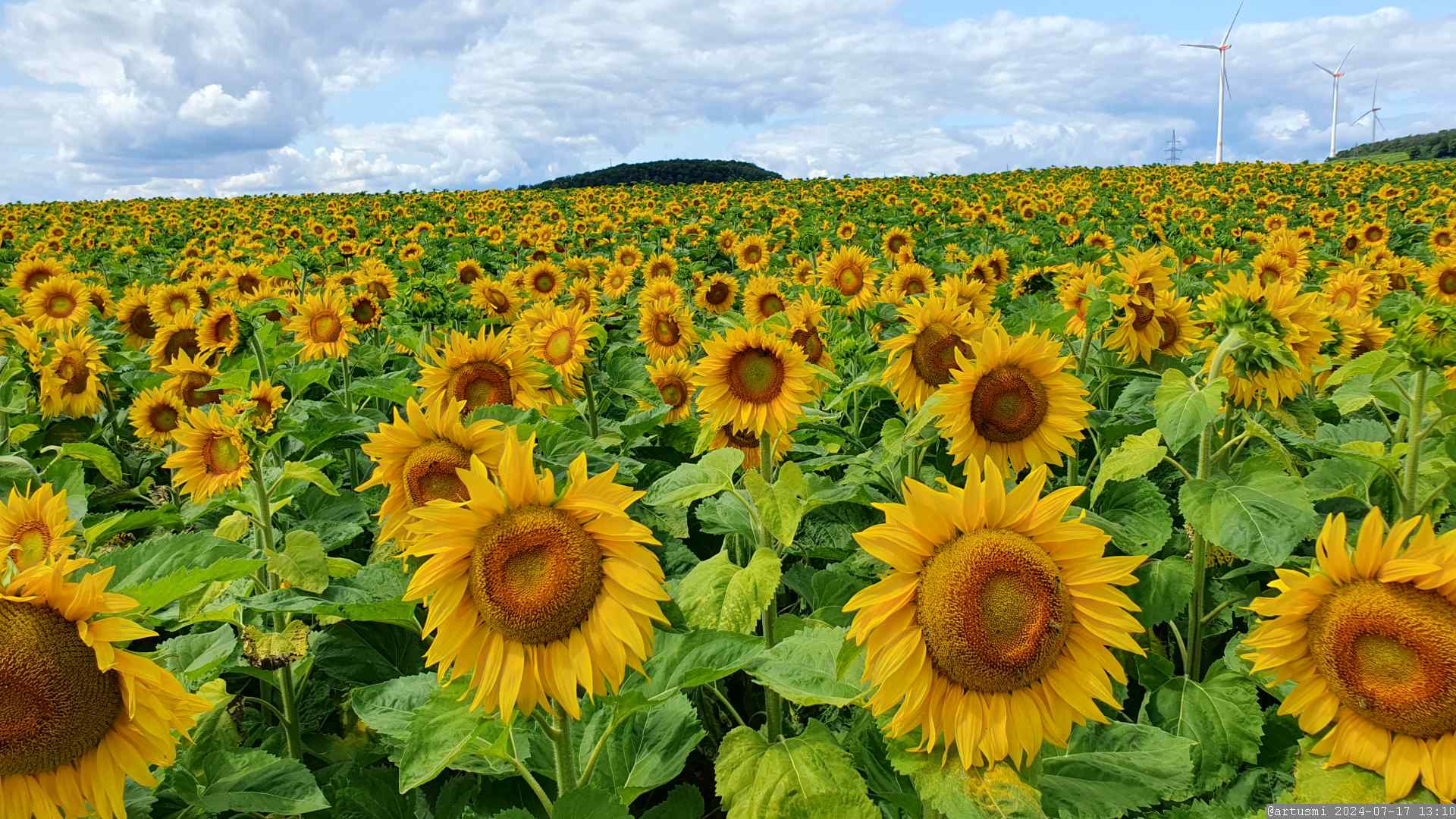 Sonnenblumenfeld bei Greußenheim im Landkreis Würzburg am 17. Juli 2024