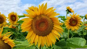 Sonnenblumen am 17. Juli 2024