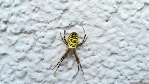 Wespenspinne (Argiope bruennichi) am 21. August 2024 an Hauswand